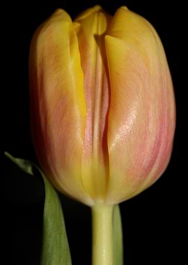 Tulipa flower macro prints