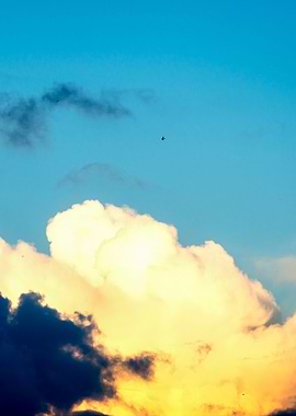 Swallow Bird And Clouds