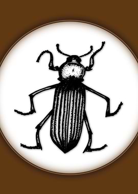 A bug on a spotlight