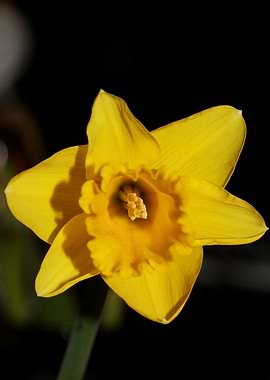 Narcissus pseudonarcissus