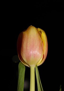 Tulipa flower macro prints