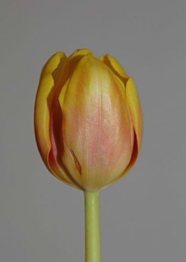 Tulipa flower liliaceae