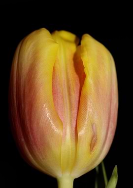 Tulipa flower liliaceae