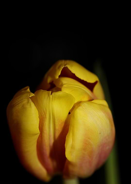 Tulipa flower liliaceae