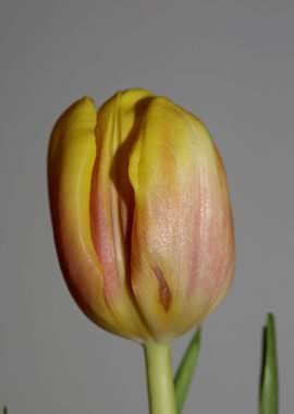 Tulipa flower liliaceae