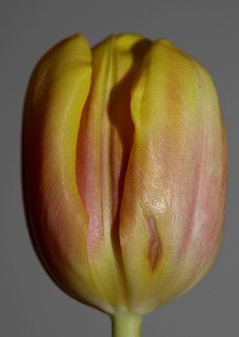 Tulipa flower liliaceae