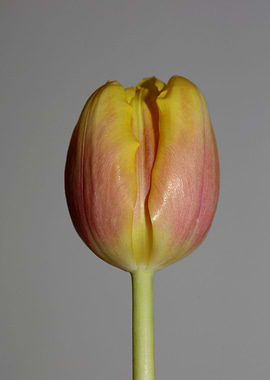 Tulipa flower liliaceae