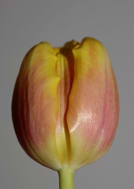 Tulipa flower liliaceae