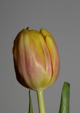 Tulipa flower liliaceae