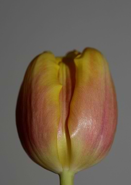 Tulipa flower liliaceae