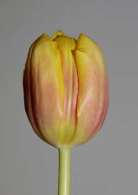 Tulipa flower liliaceae