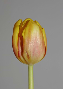 Tulipa flower liliaceae