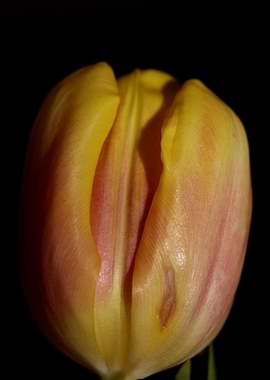 Tulipa flower liliaceae