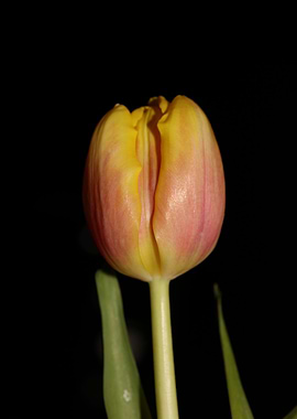 Tulipa flower liliaceae