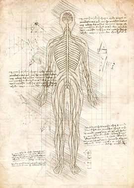 Human Nervous System