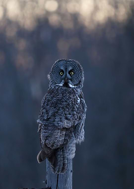 Great gray owl at night