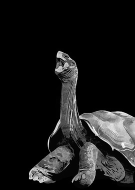 Galapagos Tortoise