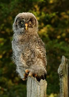 Great gray owlet