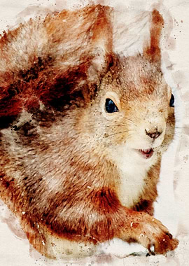 Red Squirrel