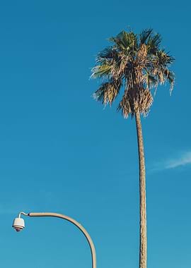 The Palm Is Watching You