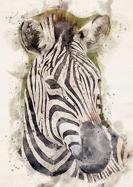 Zebra