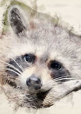 Raccoon