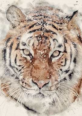 Tiger in Winter