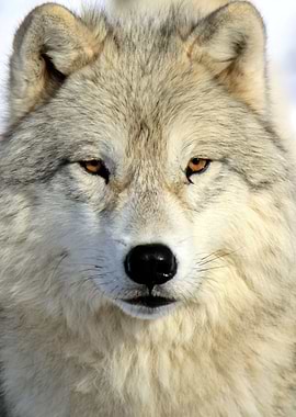 Timber wolf intensity