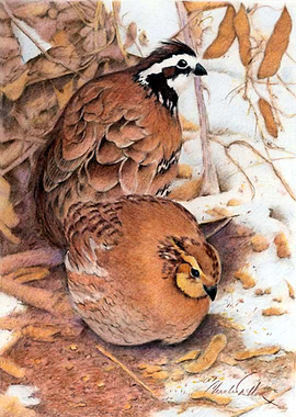 Bobwhite Quail