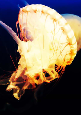 Colorful Jellyfish Sea