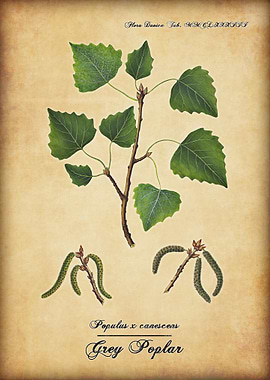 Grey Poplar