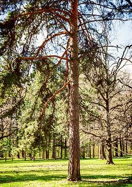 Old Pine Tree In Spring