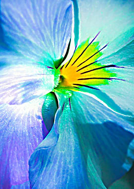 Blue Pansy Flower Abstract