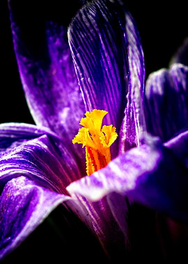 Purple Crocus Flower