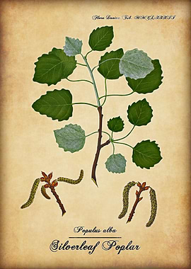 Silverleaf Poplar