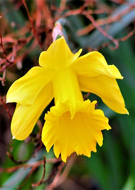 Single Daffodil