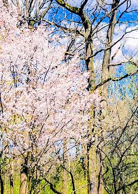 Blooming Trees In The Park