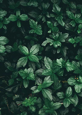 Nature Leaves 3