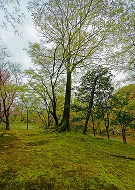 Royal gardens in Kyoto