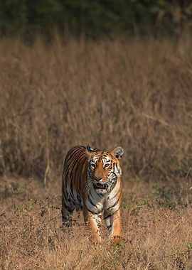 Wandering Tiger