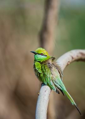 Green Bee Eater