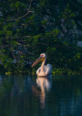 Great White Pelican