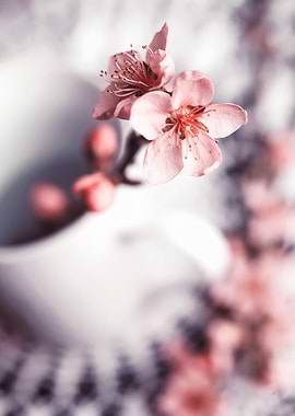 Cherry blossoms