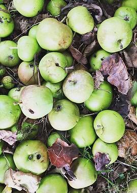 Autumn Apples