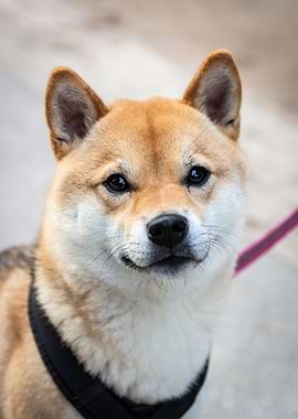 Doggo Shiba