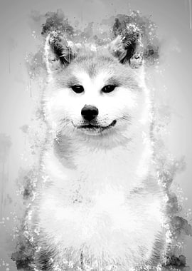 Akita Inu BW