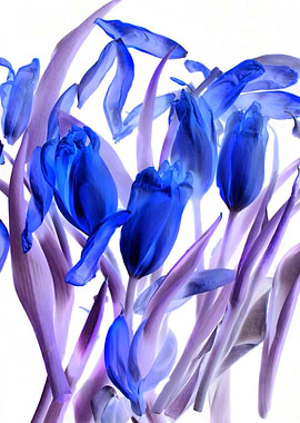 Tulip background