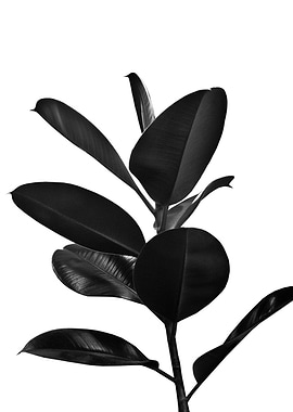 Ficus Finesse 2