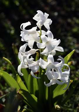 Hyacinthus orientali print