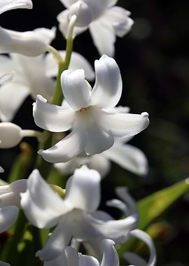 Hyacinthus orientali print